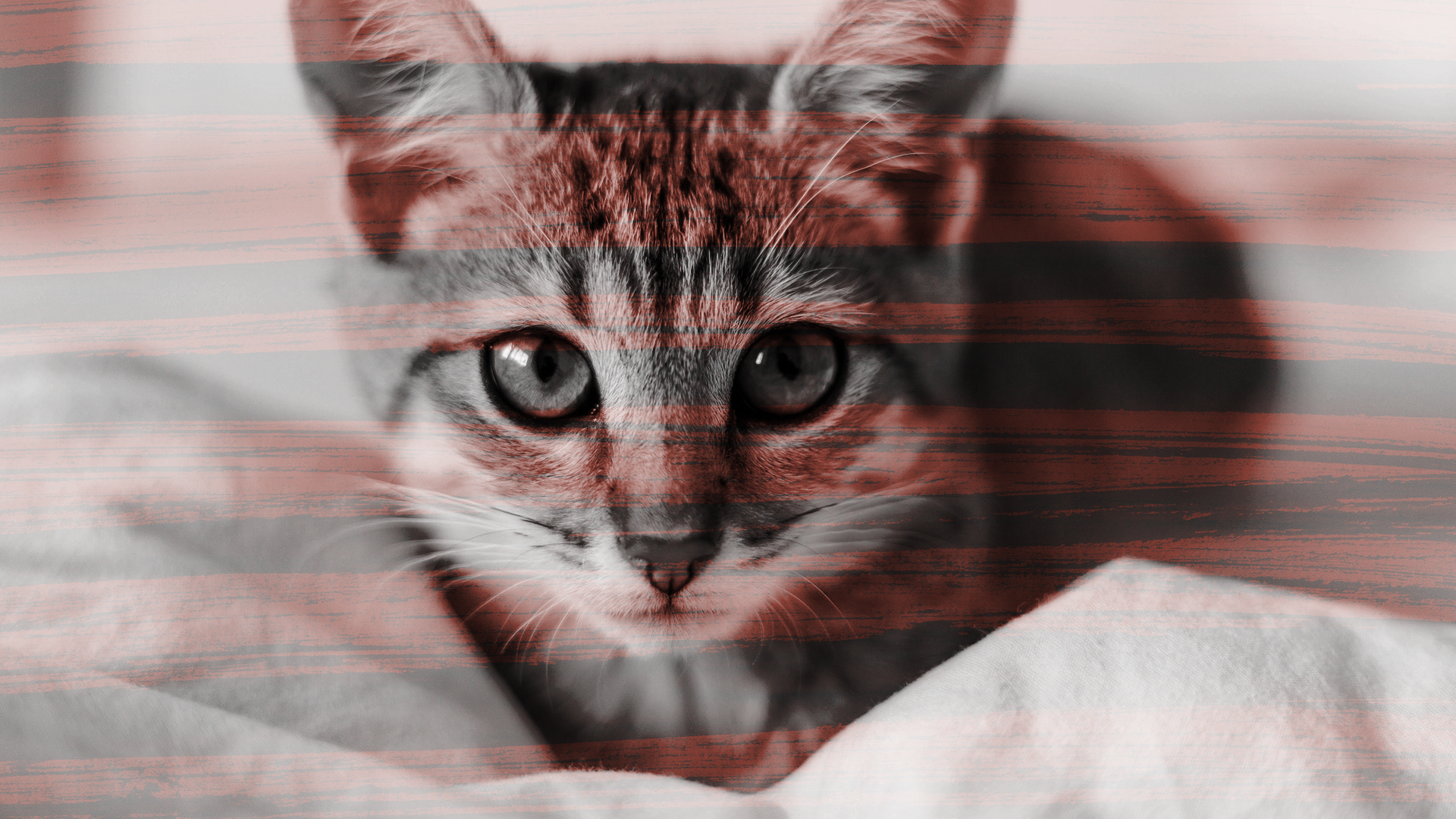 Bild von Corona Positiv – Katzen in Isolation